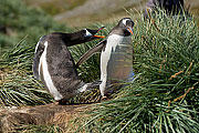 Picture 'Ant1_1_1102 Gentoo penguin, Godthul, South Georgia, Antarctica and sub-Antarctic islands'